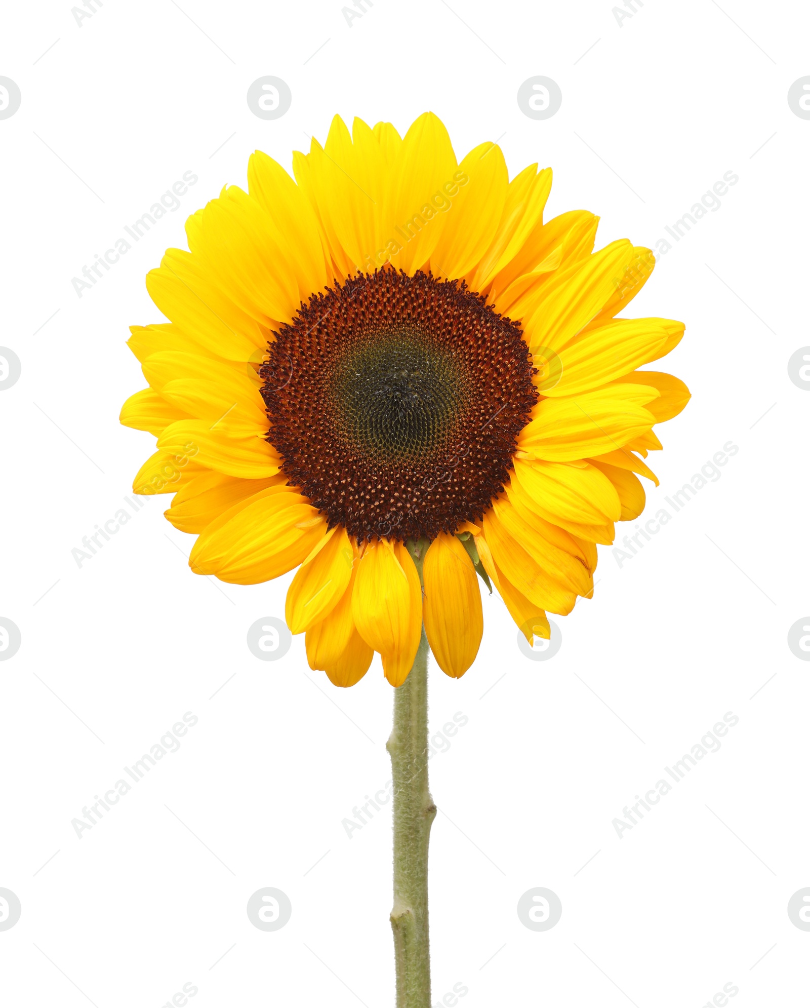 Photo of One beautiful sunflower with bright petals isolated on white