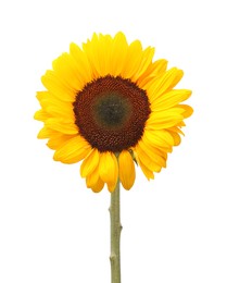 Photo of One beautiful sunflower with bright petals isolated on white