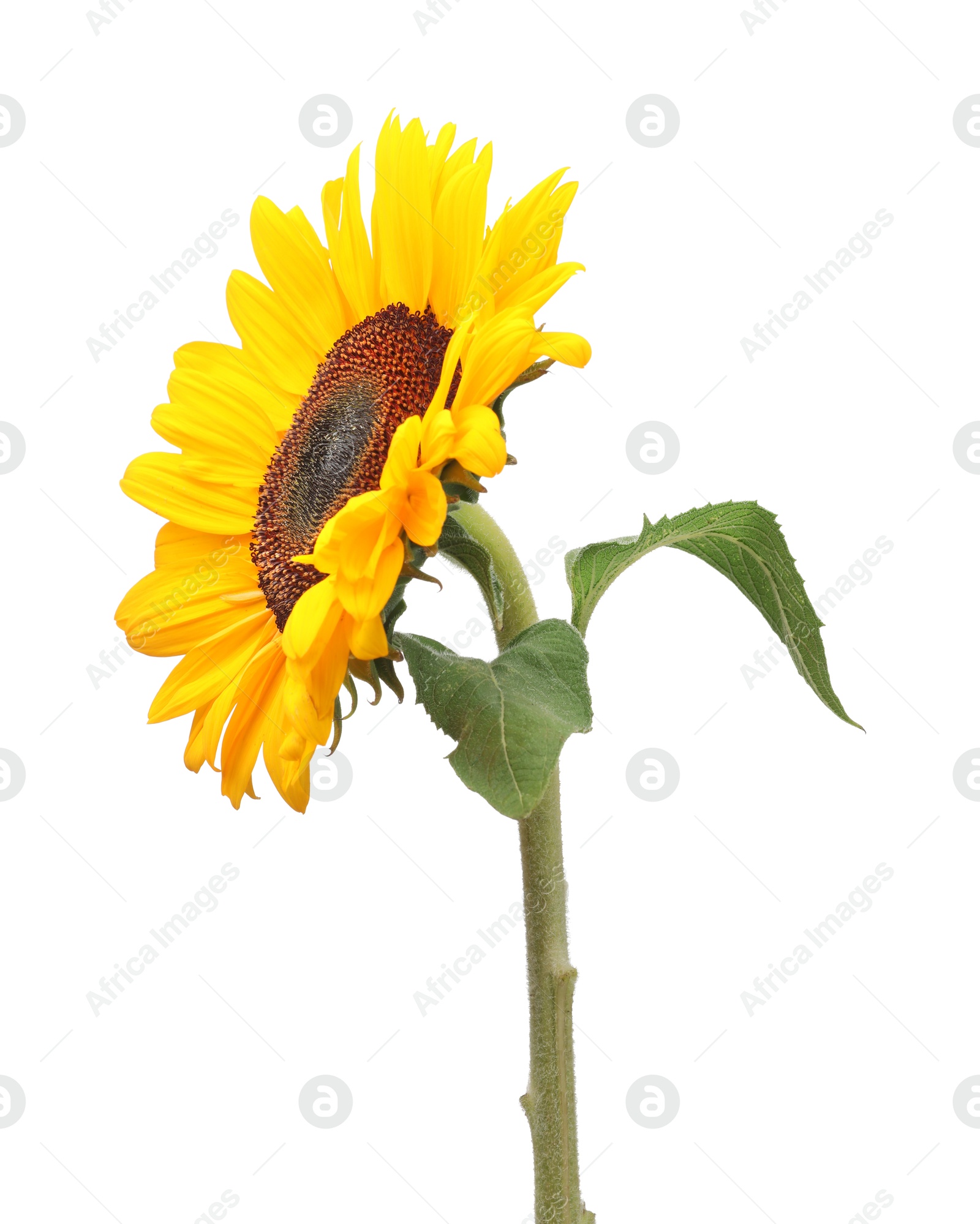 Photo of One beautiful sunflower with bright petals isolated on white