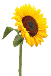 One beautiful sunflower with bright petals isolated on white