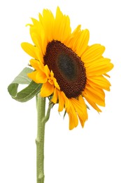 One beautiful sunflower with bright petals isolated on white