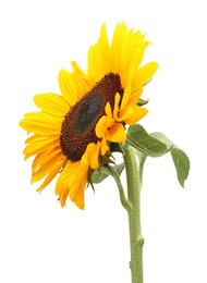 Photo of One beautiful sunflower with bright petals isolated on white