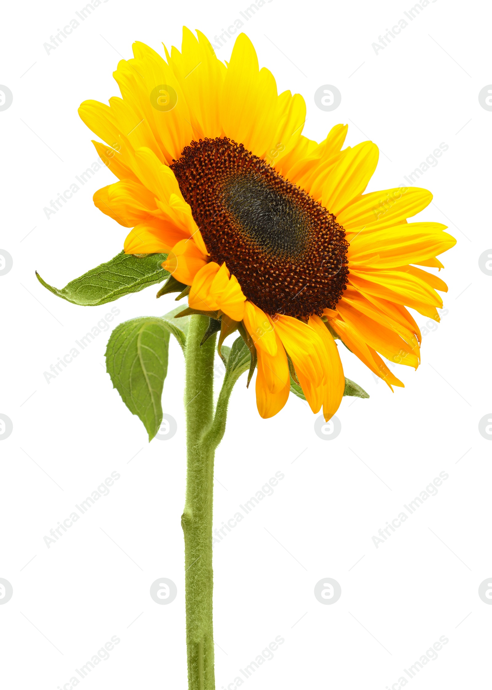 Photo of One beautiful sunflower with bright petals isolated on white