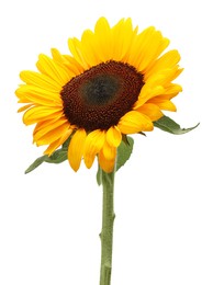 One beautiful sunflower with bright petals isolated on white