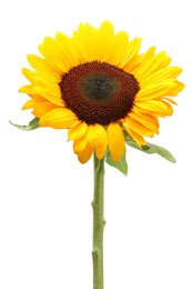 Photo of One beautiful sunflower with bright petals isolated on white