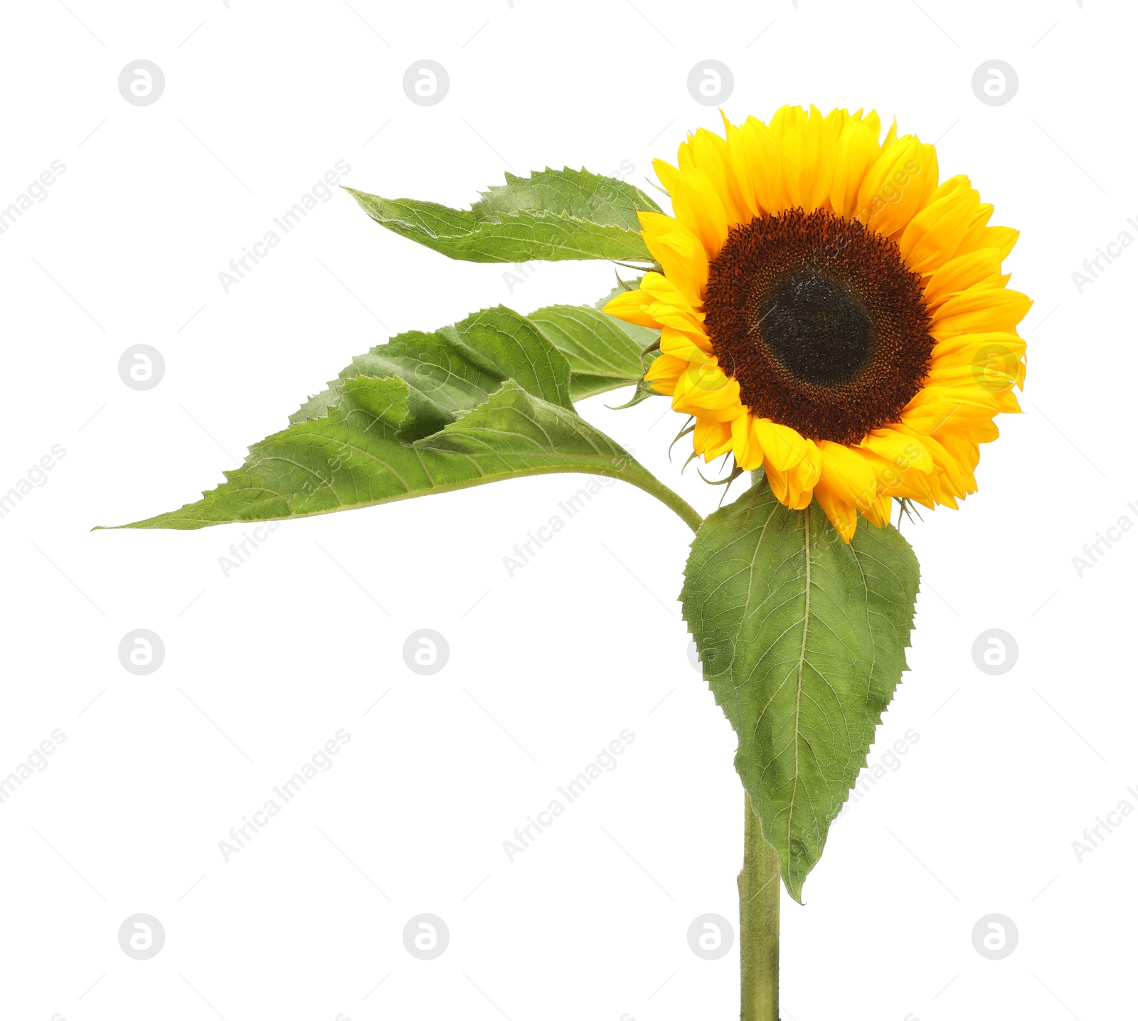 Photo of One beautiful sunflower with leaves isolated on white