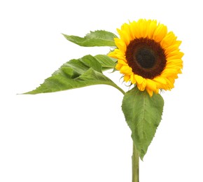 Photo of One beautiful sunflower with leaves isolated on white