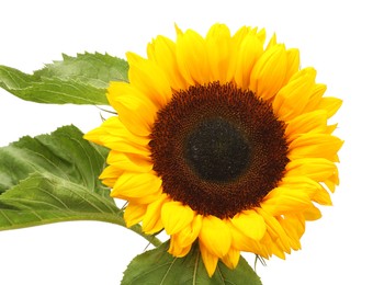 One beautiful sunflower with leaves isolated on white