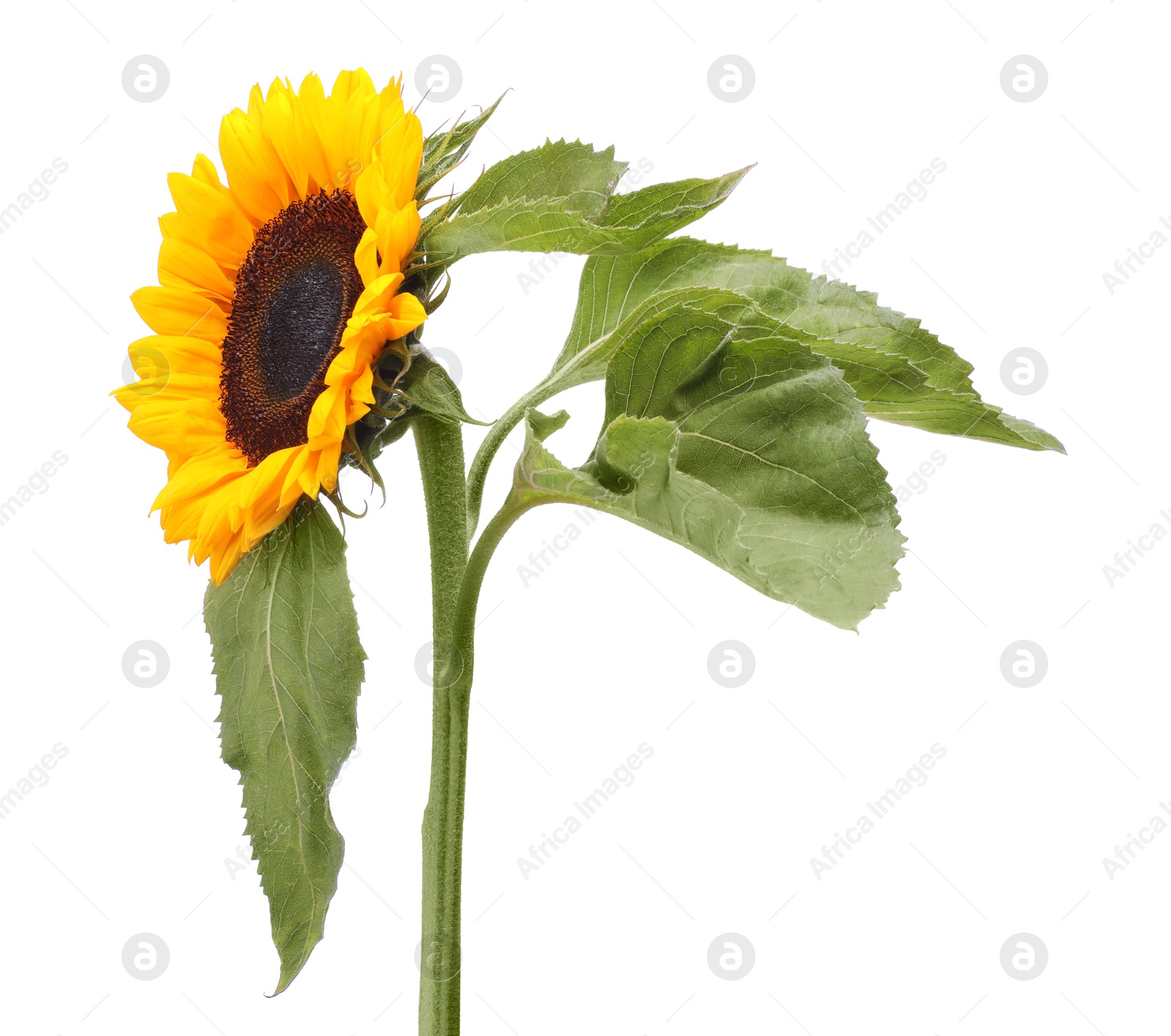 Photo of One beautiful sunflower with leaves isolated on white