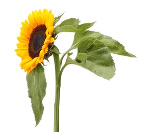 Photo of One beautiful sunflower with leaves isolated on white