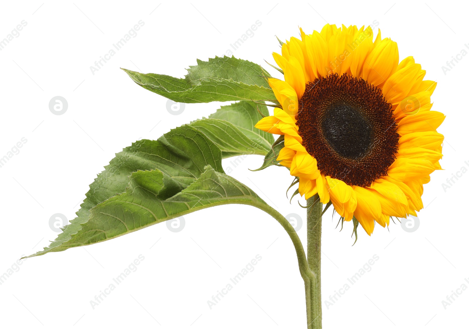 Photo of One beautiful sunflower with leaves isolated on white