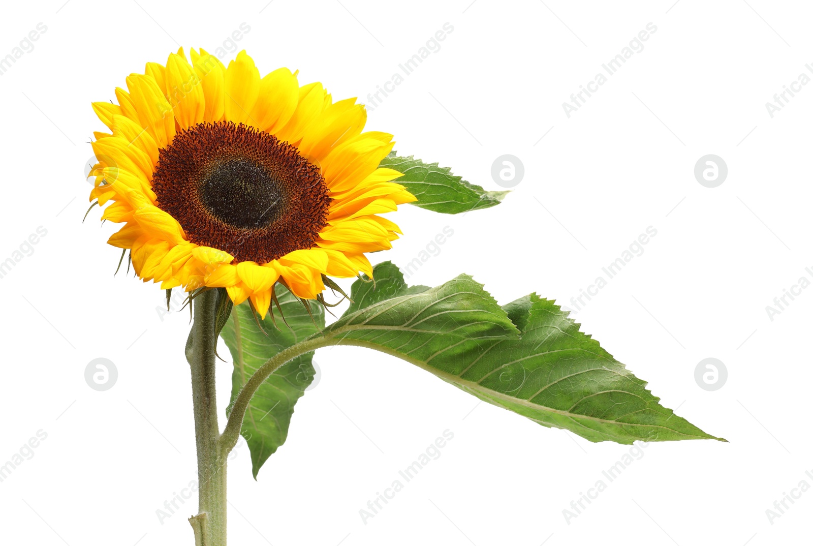 Photo of One beautiful sunflower with leaves isolated on white