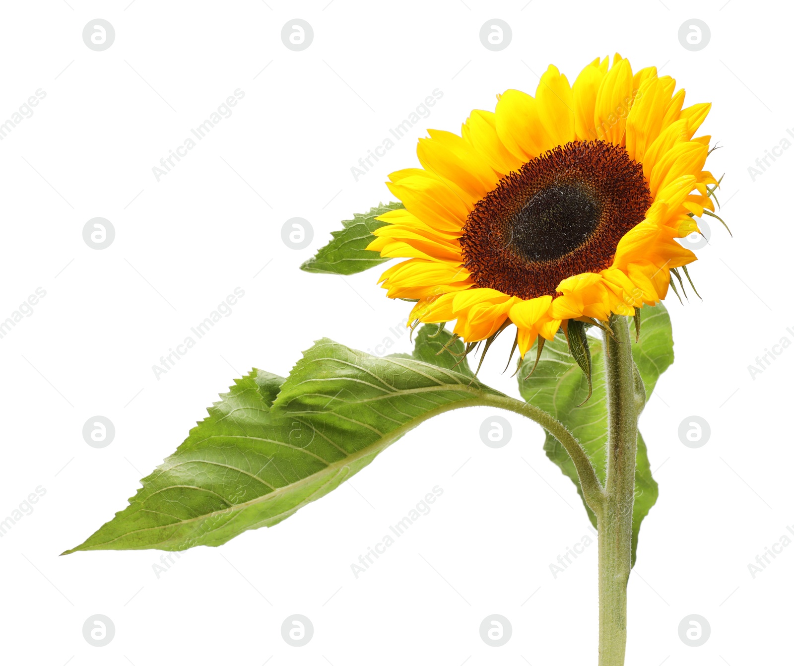 Photo of One beautiful sunflower with leaves isolated on white