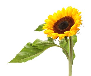 One beautiful sunflower with leaves isolated on white