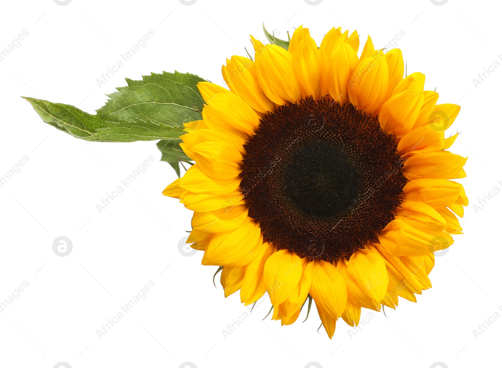 Photo of One beautiful sunflower with leaves isolated on white