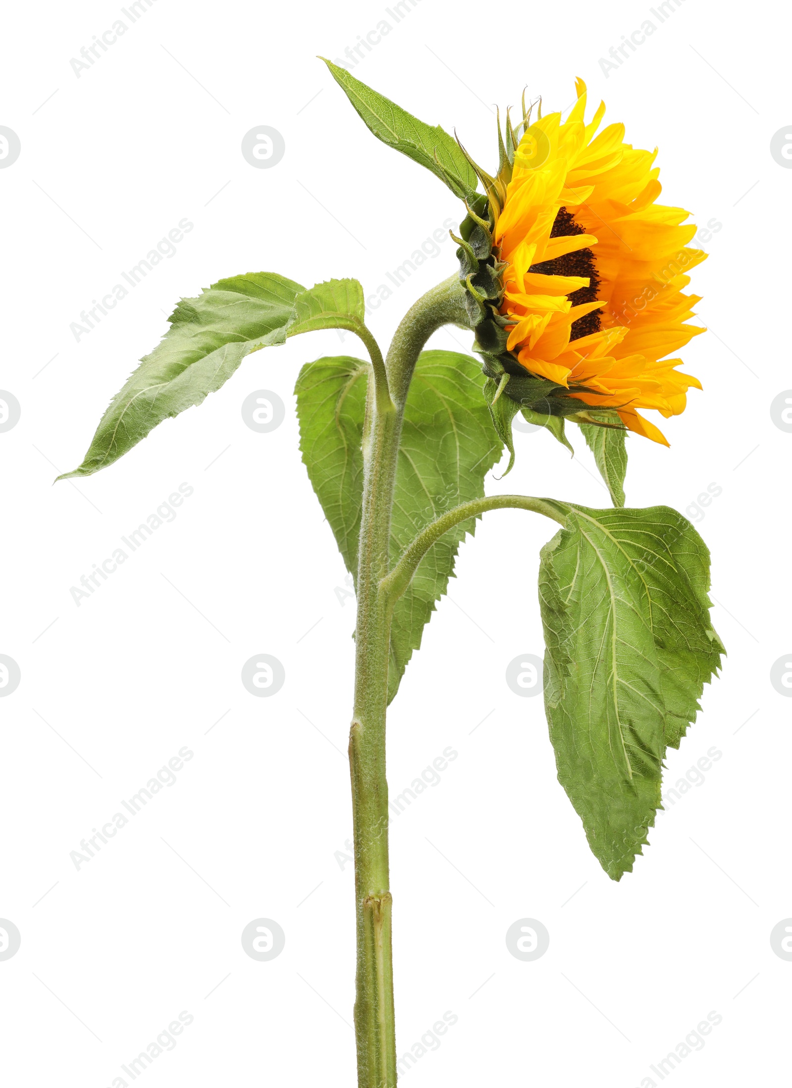 Photo of One beautiful sunflower with leaves isolated on white