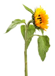 One beautiful sunflower with leaves isolated on white