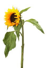 Photo of One beautiful sunflower with leaves isolated on white