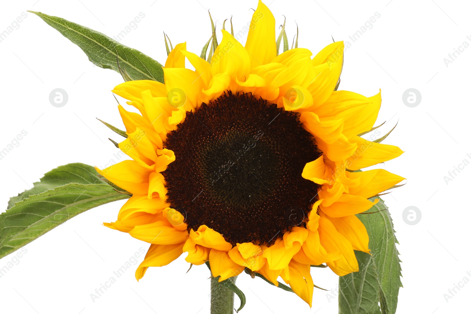 Photo of One beautiful sunflower with leaves isolated on white