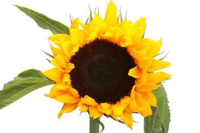 Photo of One beautiful sunflower with leaves isolated on white