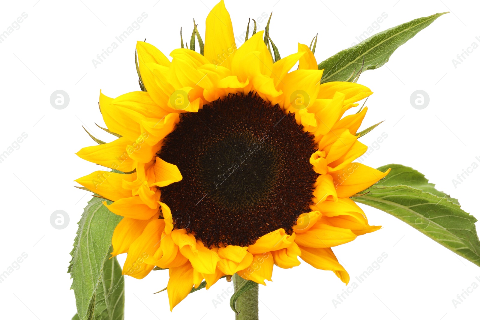 Photo of One beautiful sunflower with leaves isolated on white