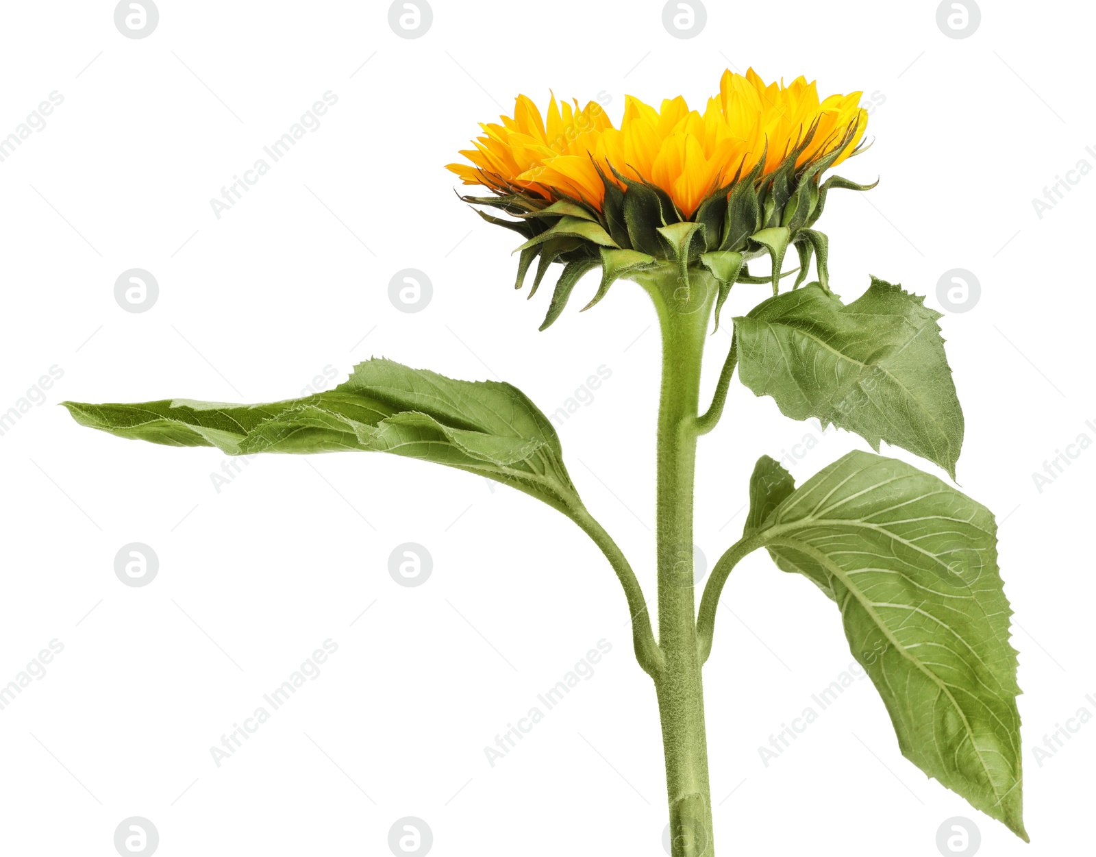 Photo of One beautiful sunflower with leaves isolated on white