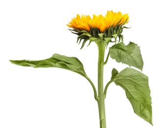 One beautiful sunflower with leaves isolated on white