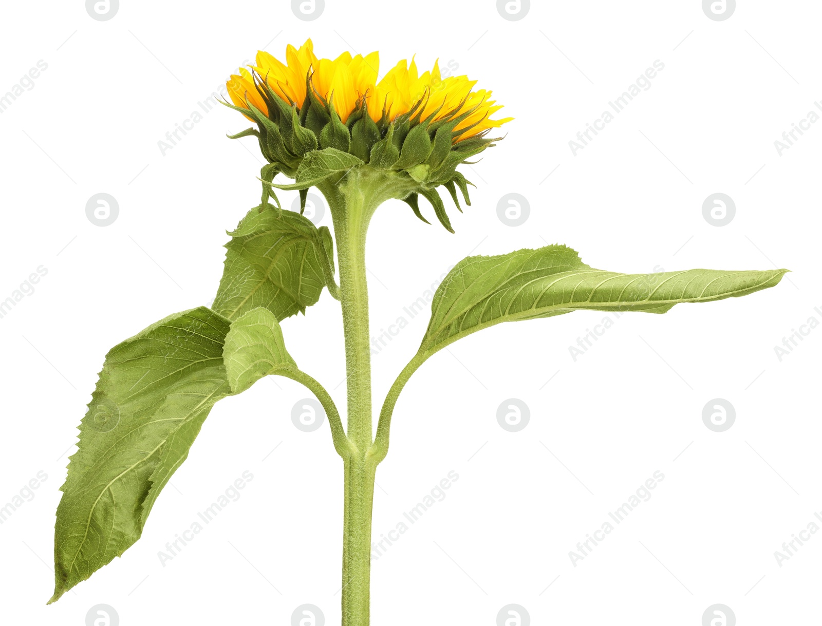 Photo of One beautiful sunflower with leaves isolated on white