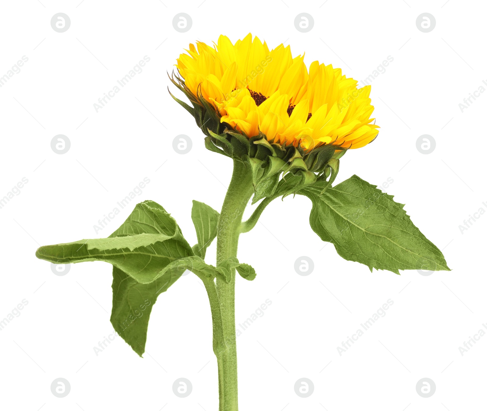 Photo of One beautiful sunflower with leaves isolated on white