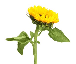 One beautiful sunflower with leaves isolated on white