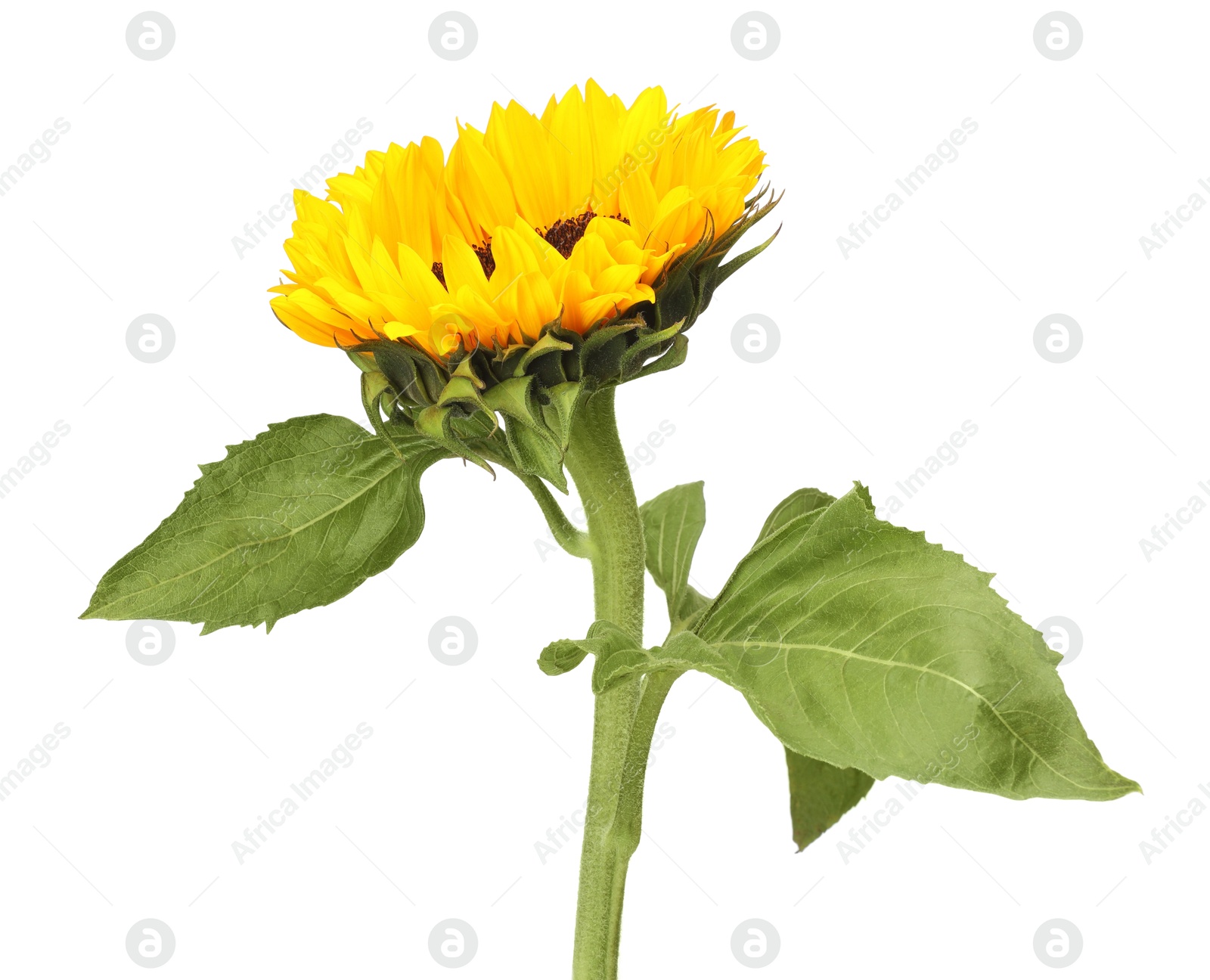 Photo of One beautiful sunflower with leaves isolated on white