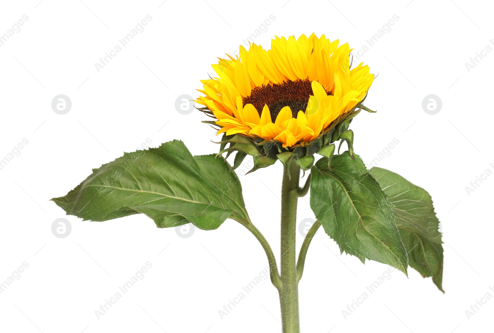 Photo of One beautiful sunflower with leaves isolated on white