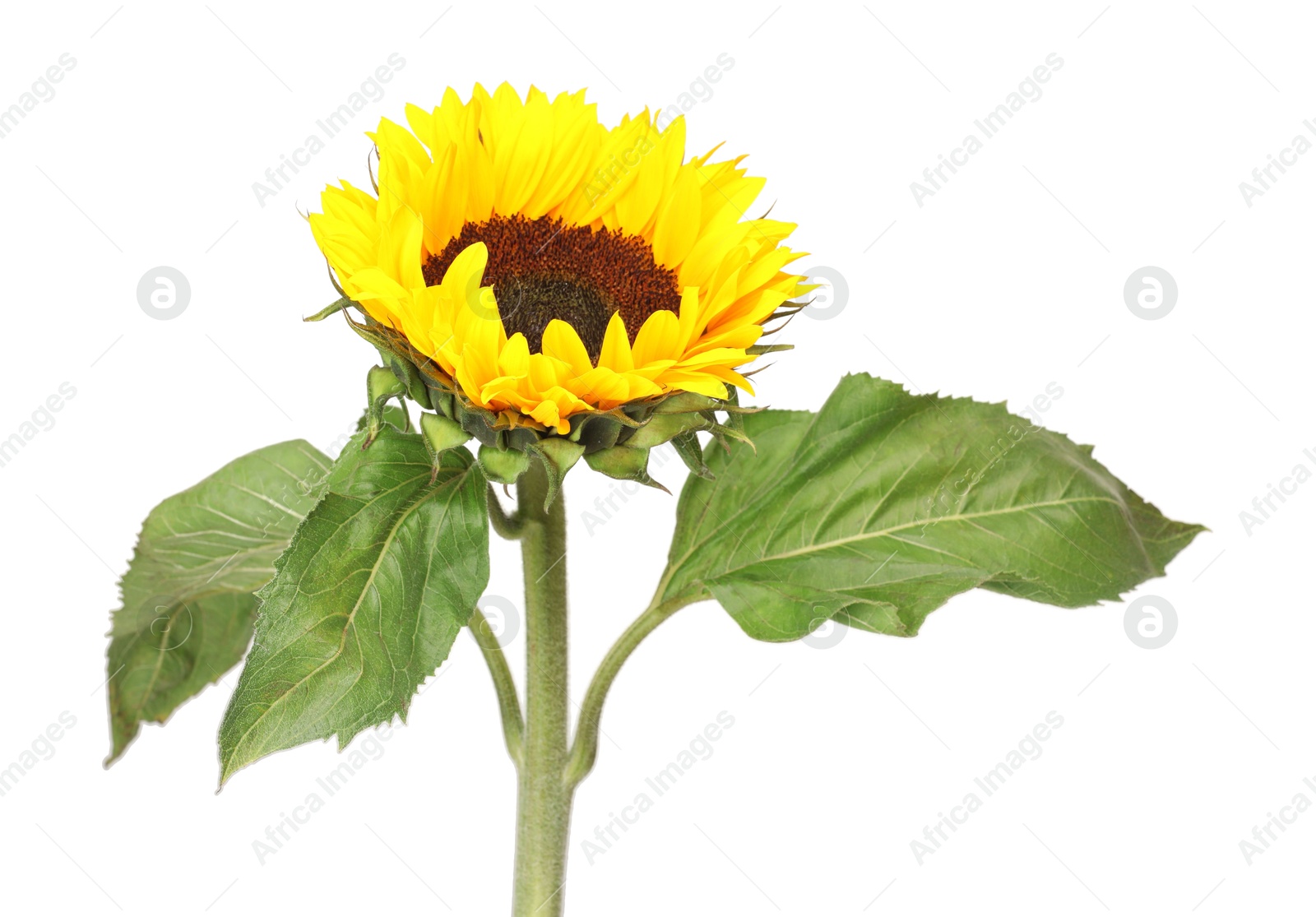 Photo of One beautiful sunflower with leaves isolated on white