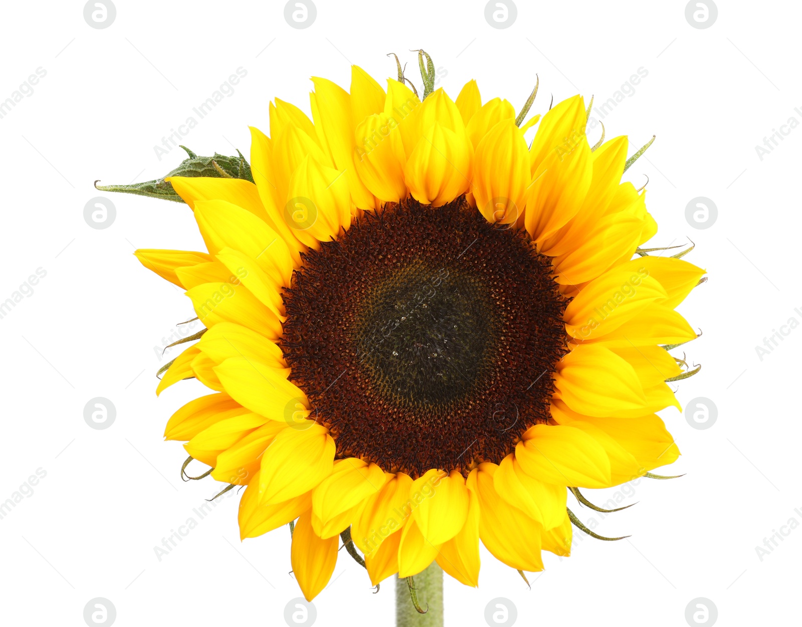 Photo of One beautiful sunflower with bright petals isolated on white