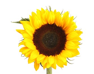 One beautiful sunflower with bright petals isolated on white