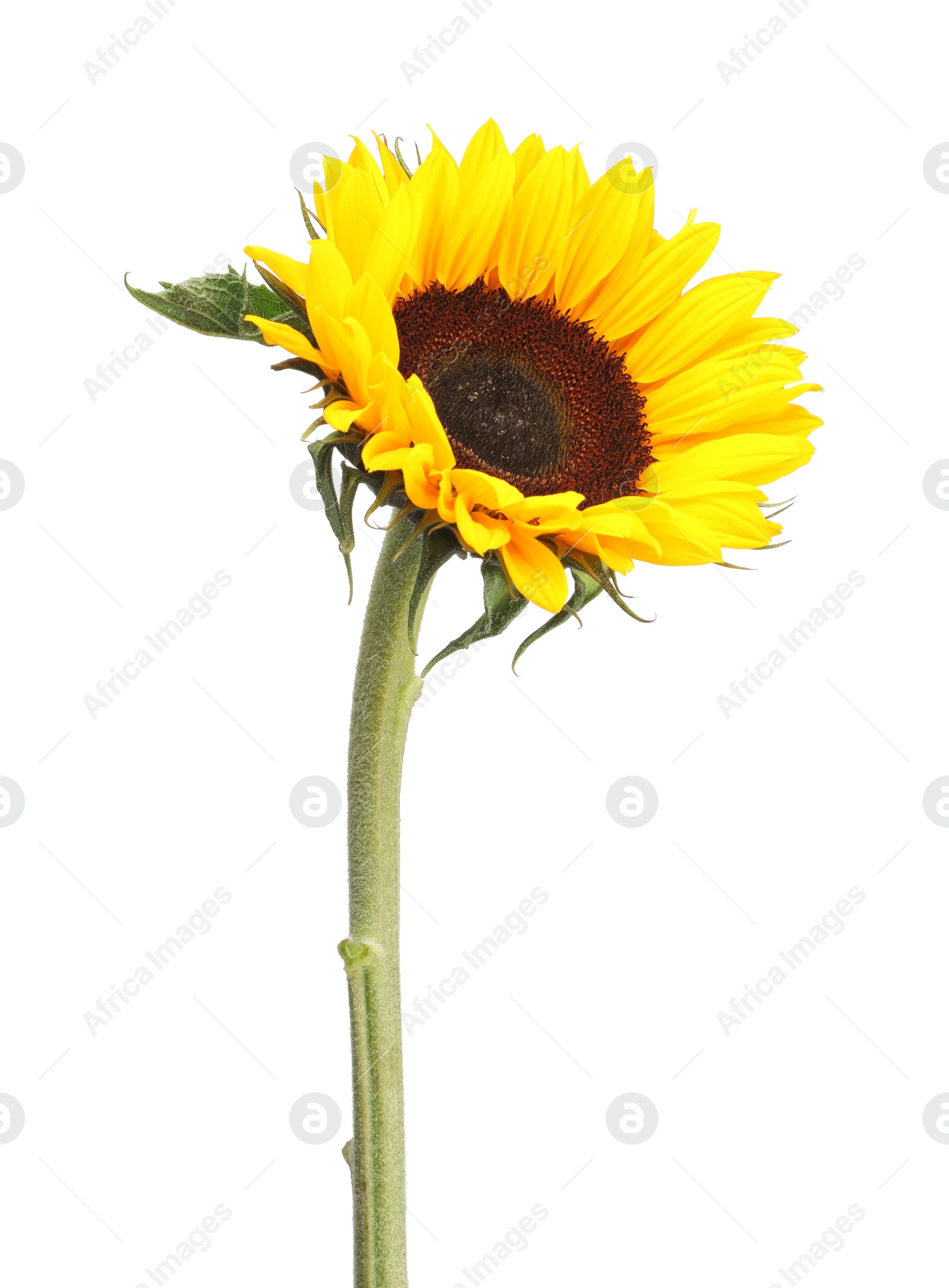 Photo of One beautiful sunflower with bright petals isolated on white