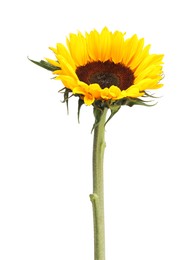 Photo of One beautiful sunflower with bright petals isolated on white