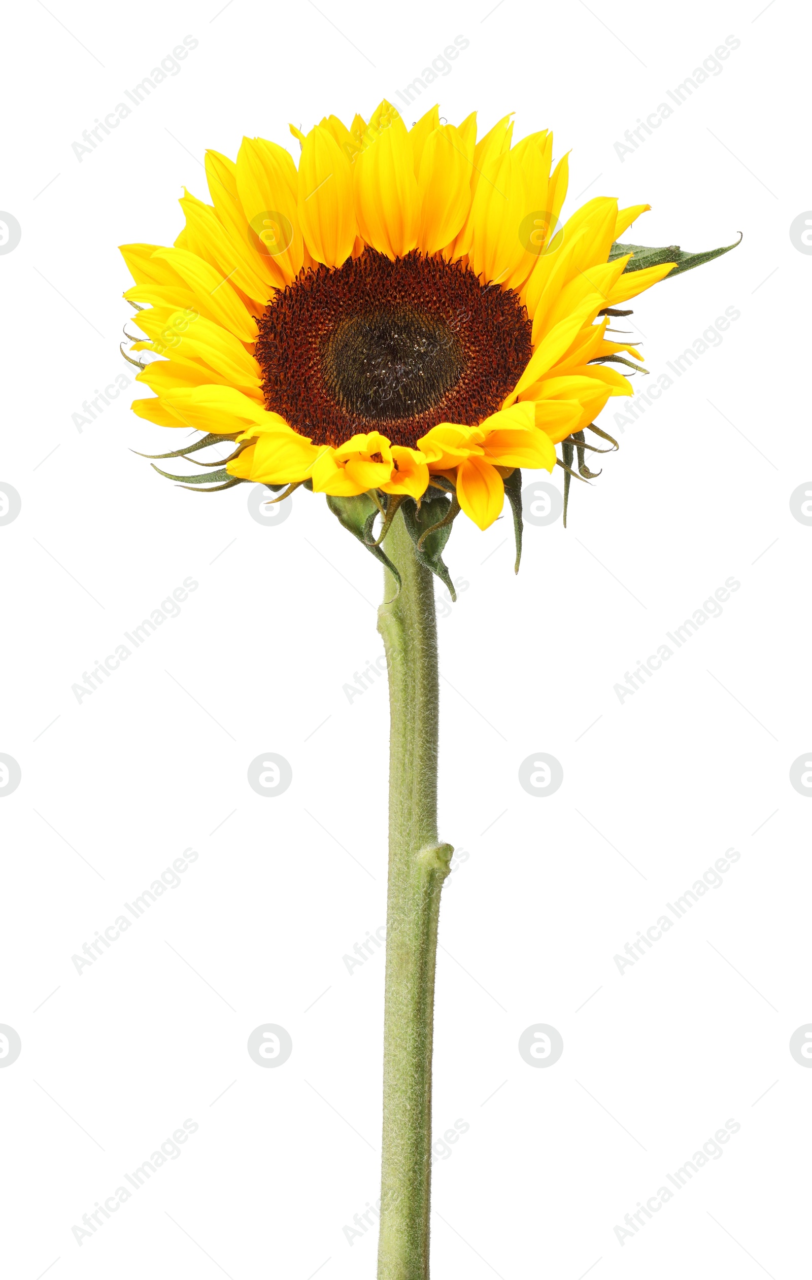 Photo of One beautiful sunflower with bright petals isolated on white