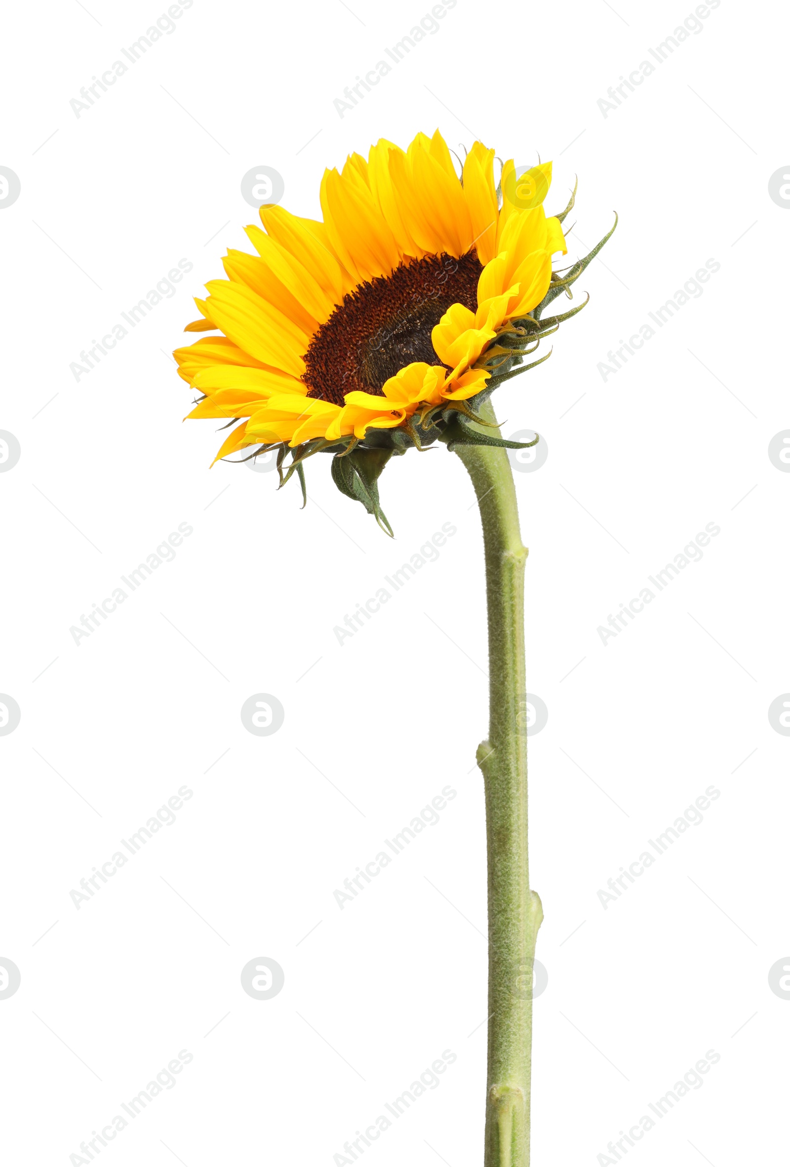 Photo of One beautiful sunflower with bright petals isolated on white