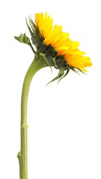 Photo of One beautiful sunflower with bright petals isolated on white