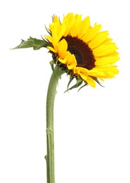 Photo of One beautiful sunflower with bright petals isolated on white