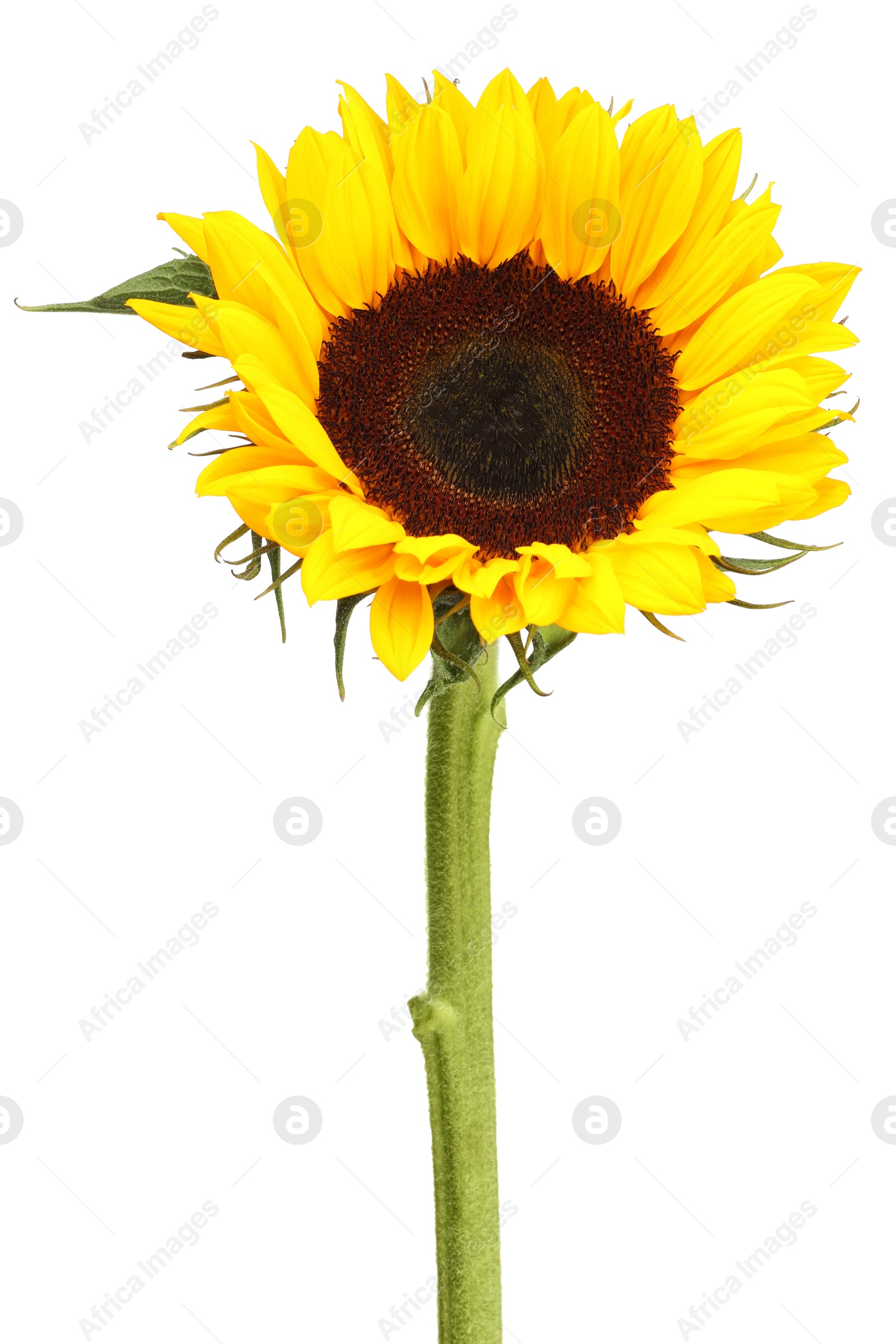 Photo of One beautiful sunflower with bright petals isolated on white