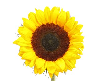 One beautiful sunflower with bright petals isolated on white