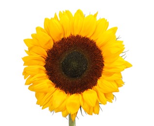 Photo of One beautiful sunflower with bright petals isolated on white