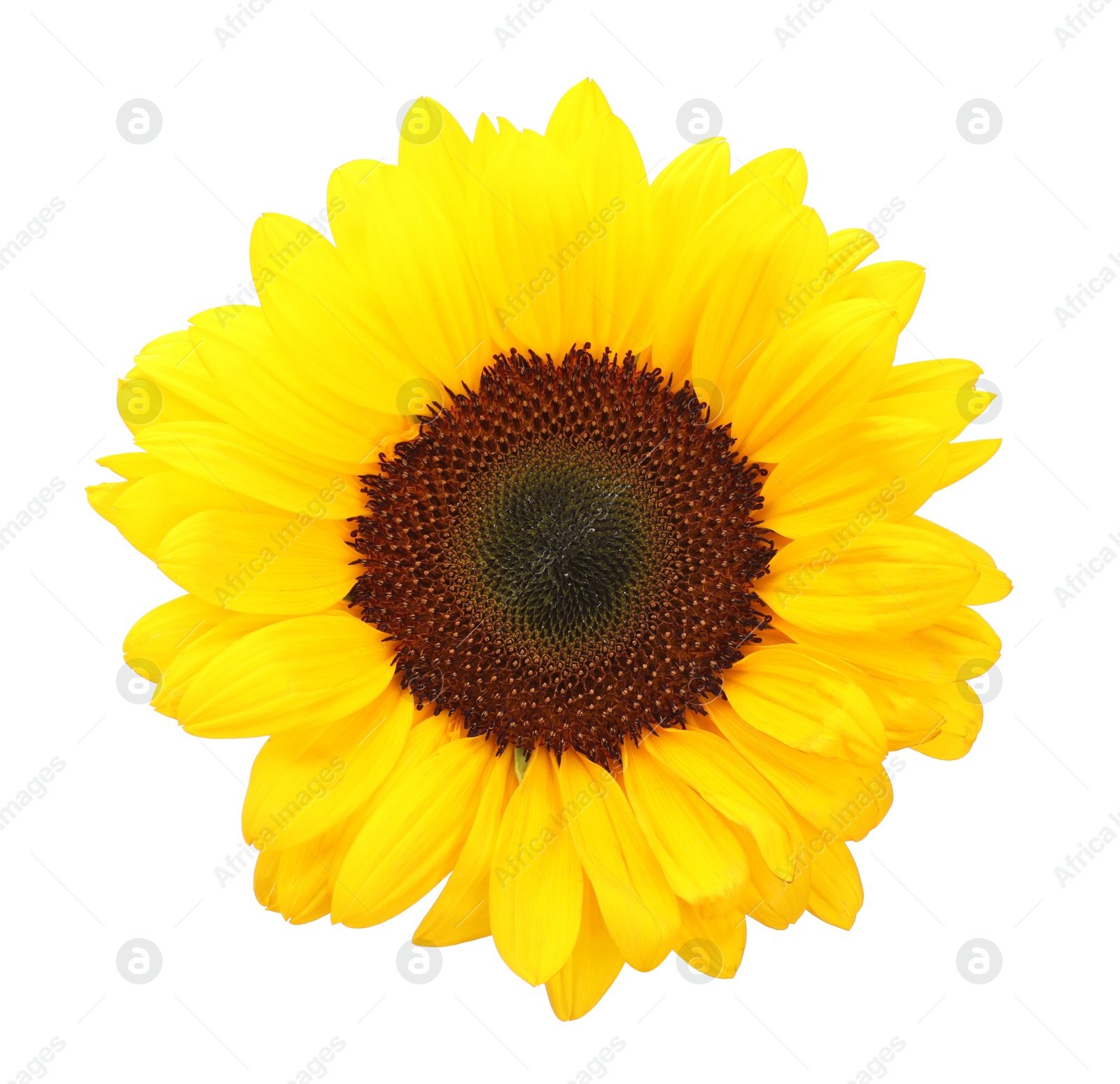 Photo of One beautiful sunflower with bright petals isolated on white