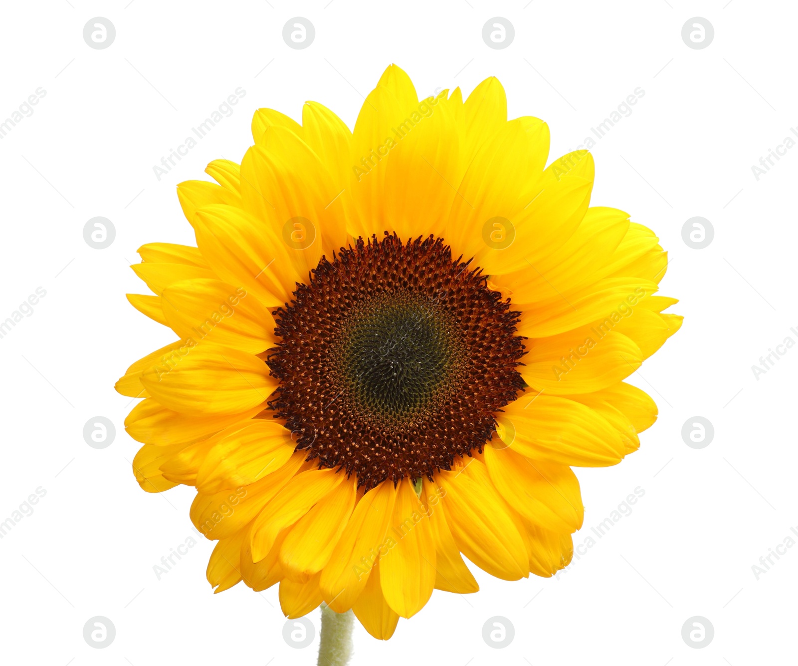 Photo of One beautiful sunflower with bright petals isolated on white