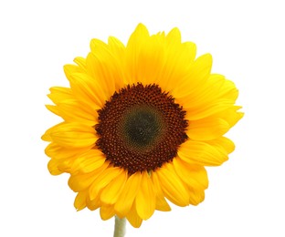 Photo of One beautiful sunflower with bright petals isolated on white