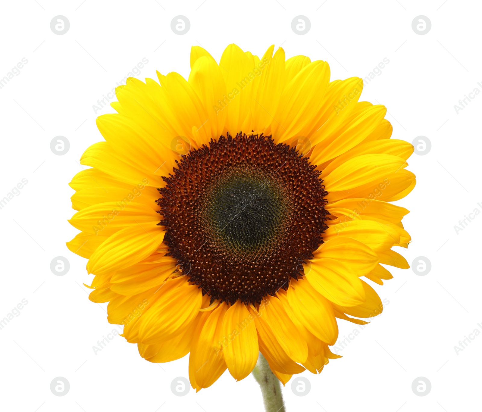 Photo of One beautiful sunflower with bright petals isolated on white