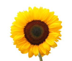 One beautiful sunflower with bright petals isolated on white