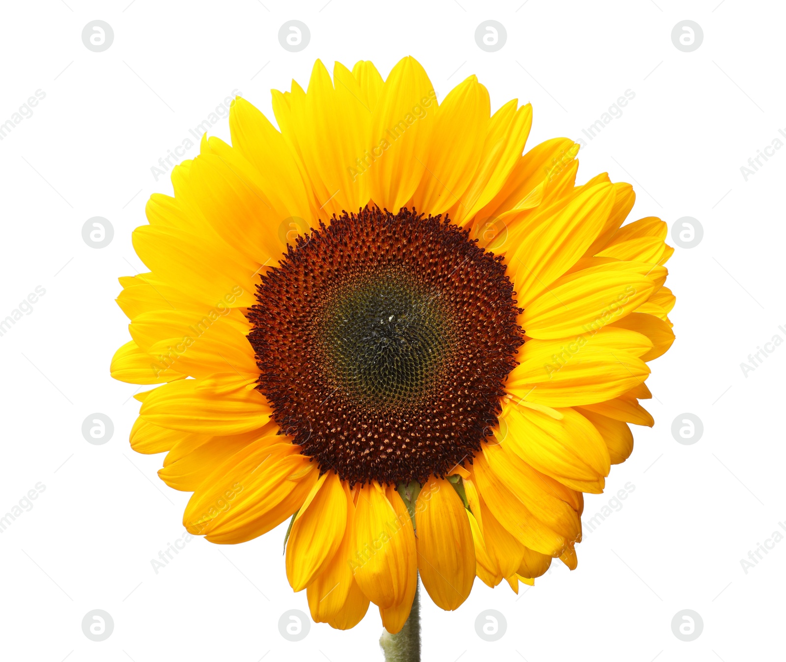 Photo of One beautiful sunflower with bright petals isolated on white